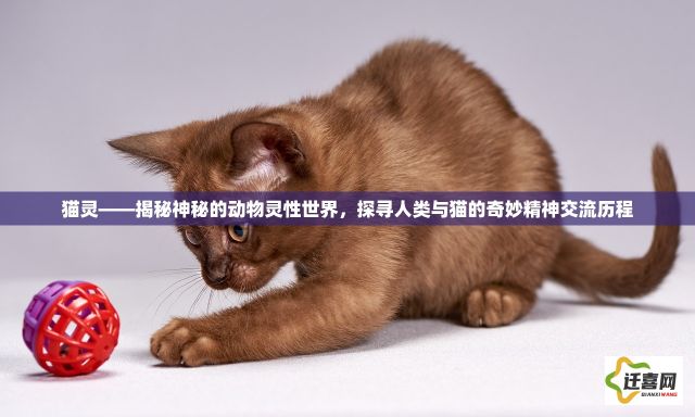 猫灵——揭秘神秘的动物灵性世界，探寻人类与猫的奇妙精神交流历程